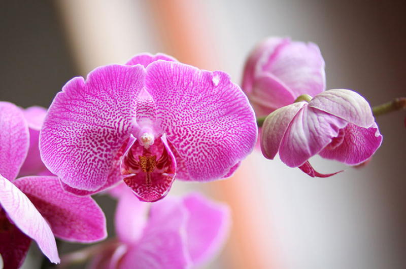 9 правил помогающих добиться буйного цветения орхией