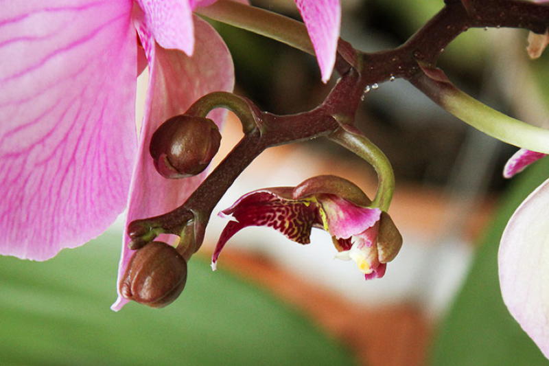 9 правил помогающих добиться буйного цветения орхией