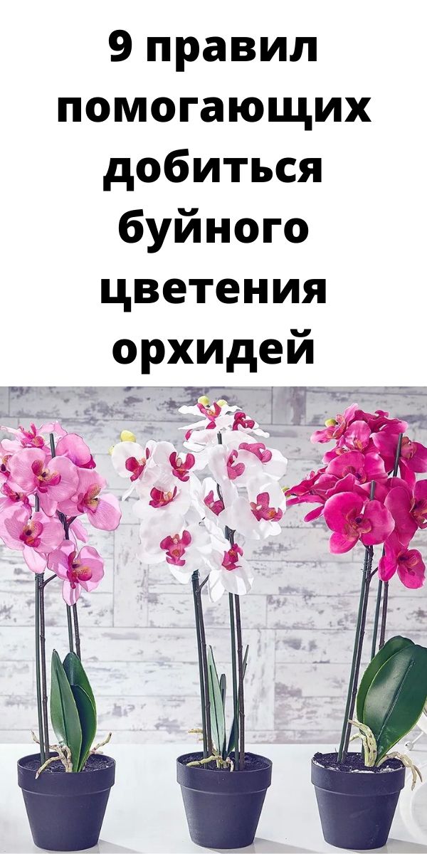 9 правил помогающих добиться буйного цветения орхидей