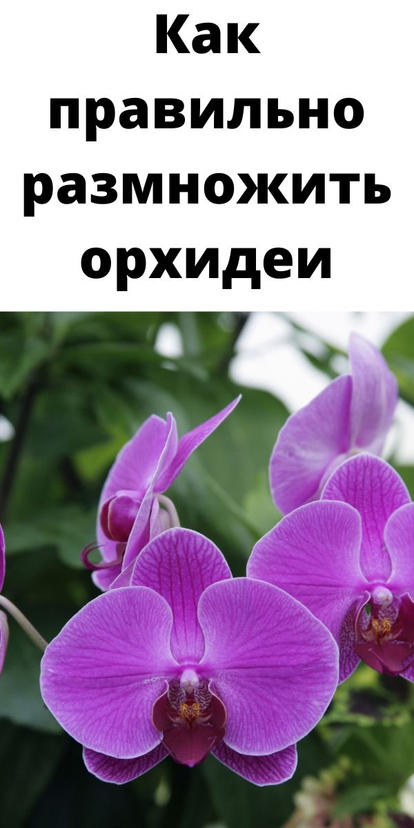 Как правильно размножить орхидеи