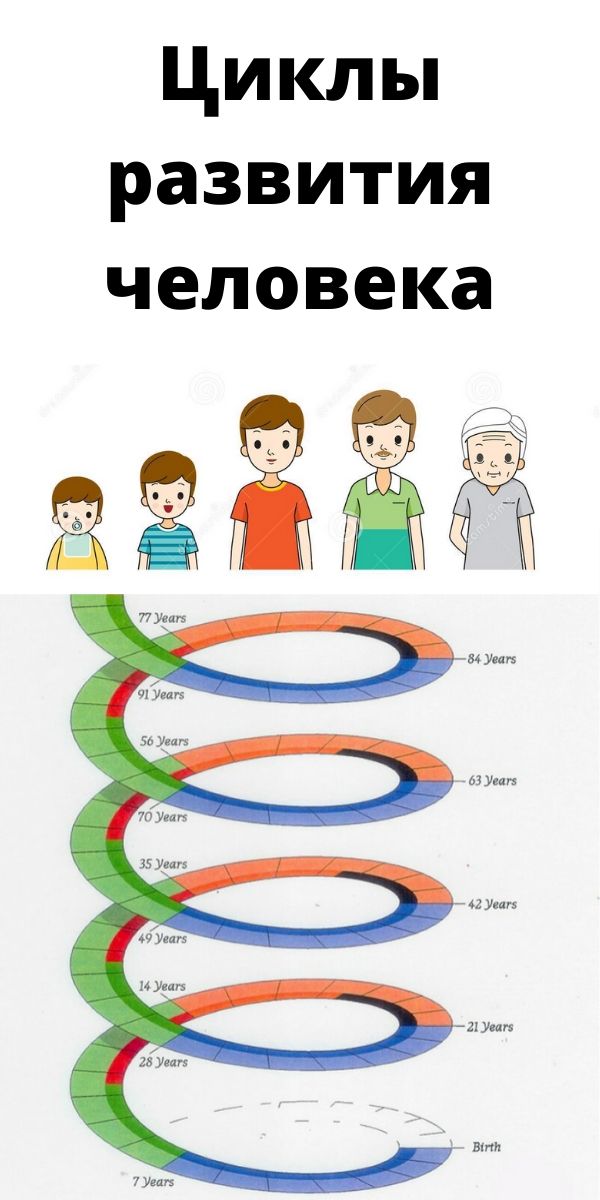 Циклы развития человека