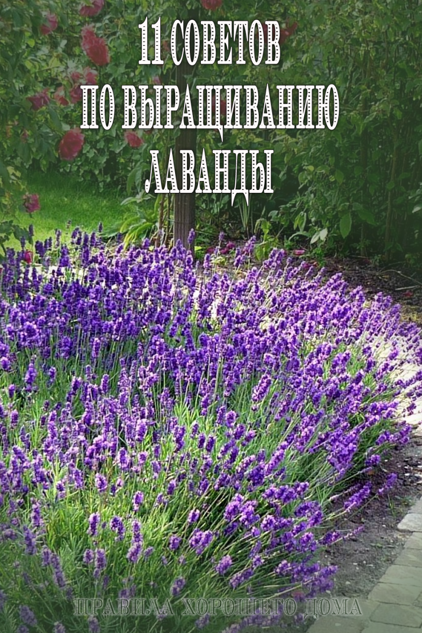 11 советов от профессионалов: как правильно выращивать лаванду