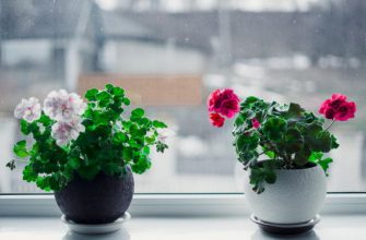 Перекись водорода для комнатных цветов - бальзам в зимнее время!