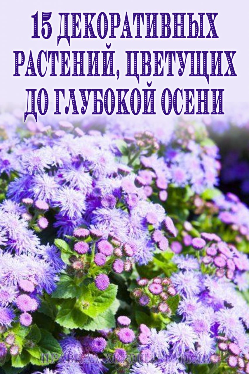15 растений, которые цветут до зимы 15 растений, которые цветут до зимы