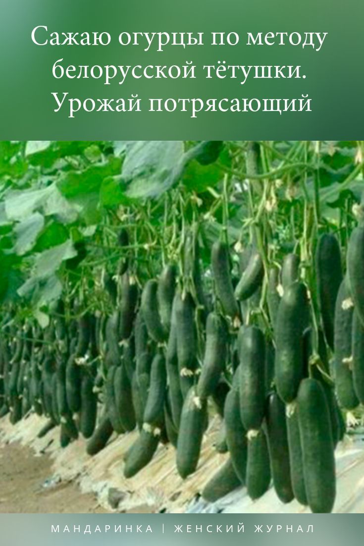 Увеличиваем урожай огурцов при помощи йода и зеленки