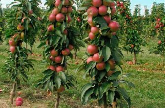 Карликовые, или колонновидные яблони – путь к высокому урожаю