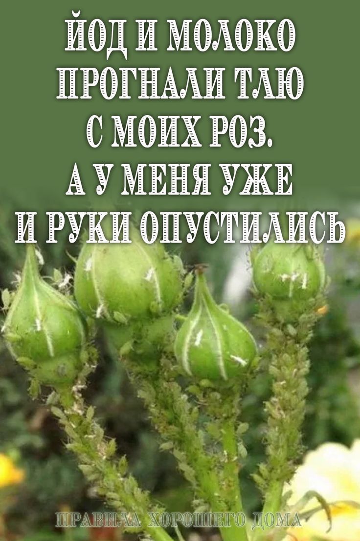 Йод и молоко прогнали тлю с моих роз. А у меня уже и руки опустились Йод и молоко прогнали тлю с моих роз. А у меня уже и руки опустились