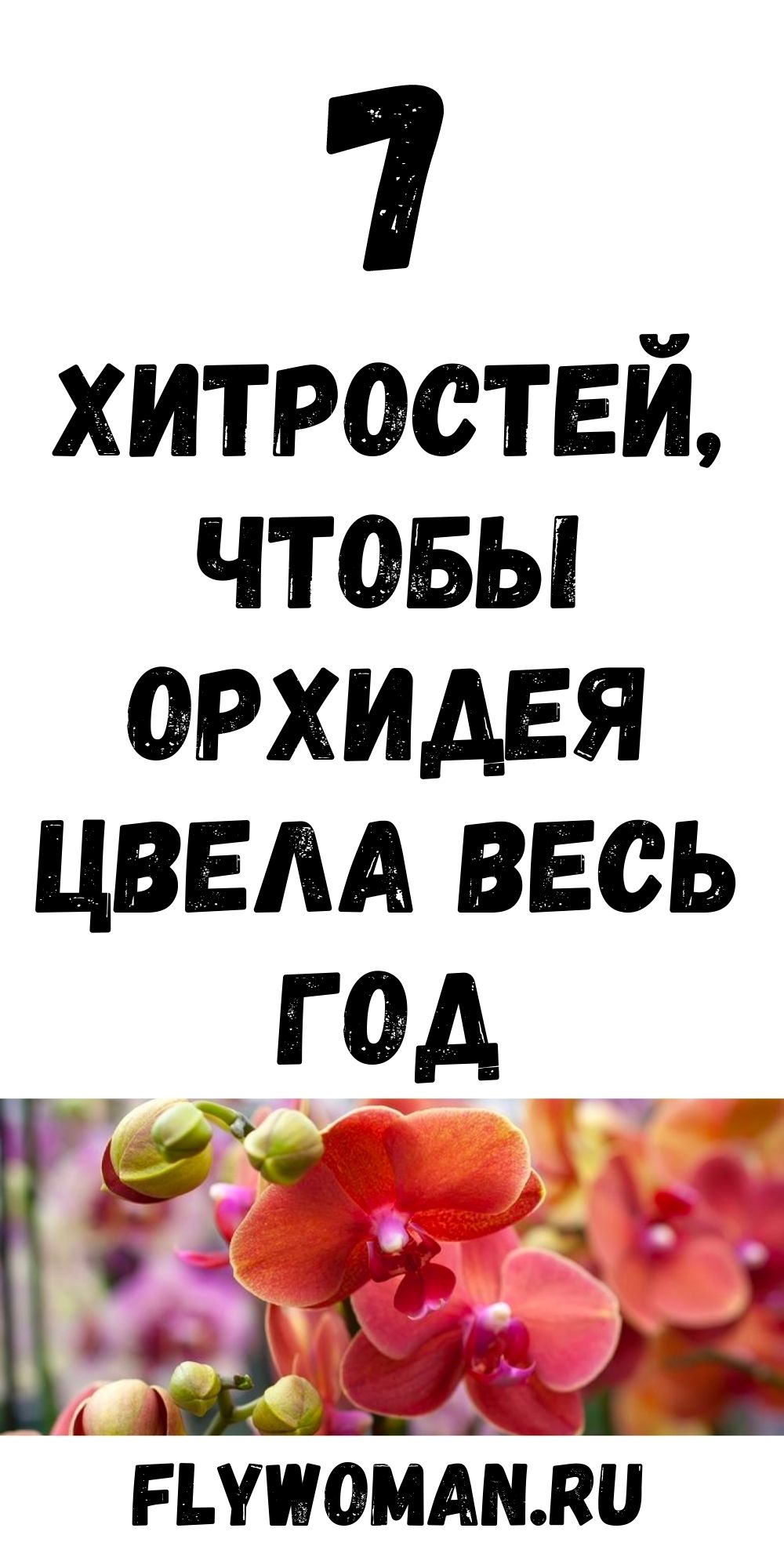 Орхидея будет цвести весь год, если следовать этим 7 хитростям