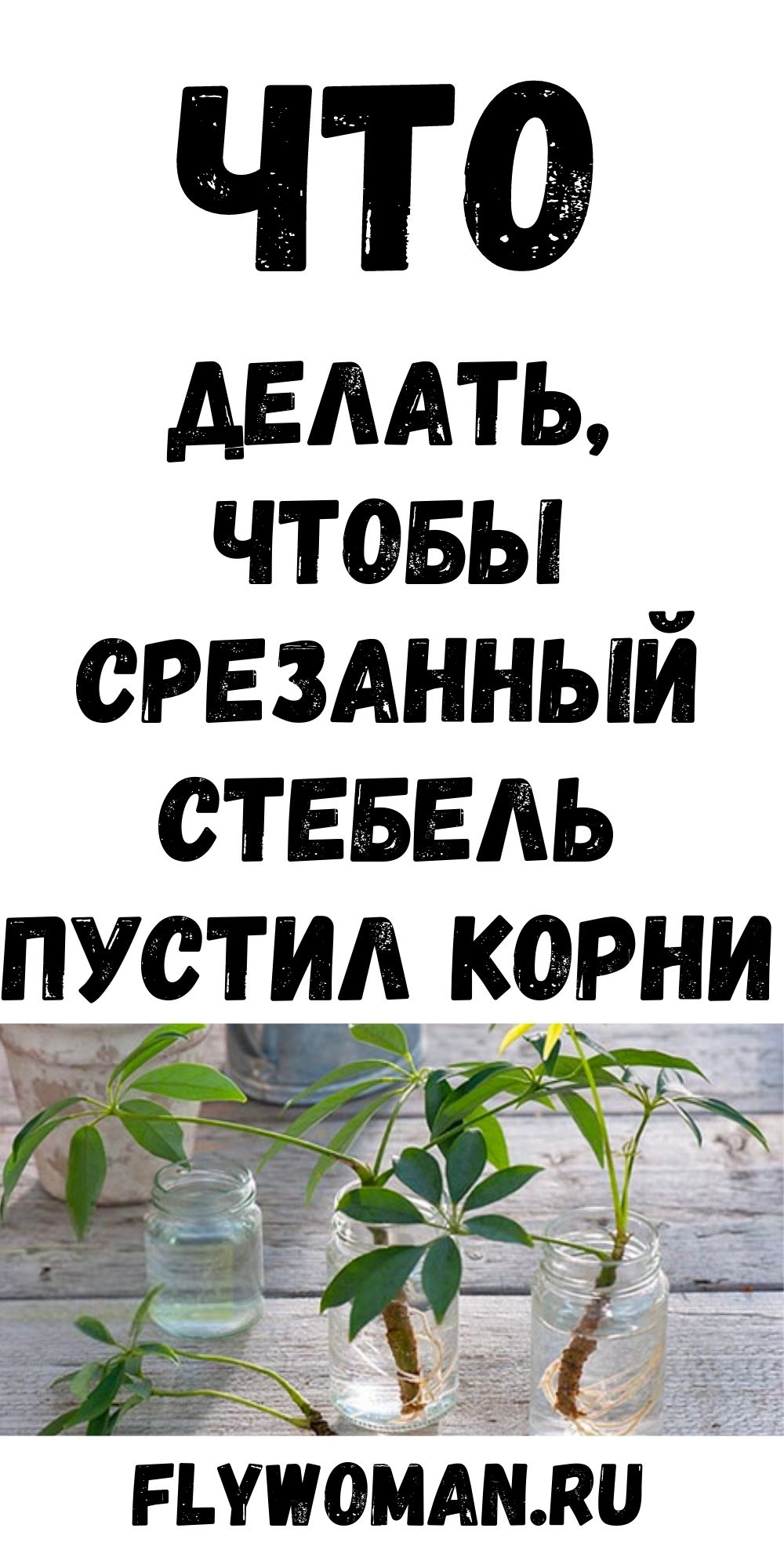 Несколько советов, как заставить срезанный стебель пустить корни