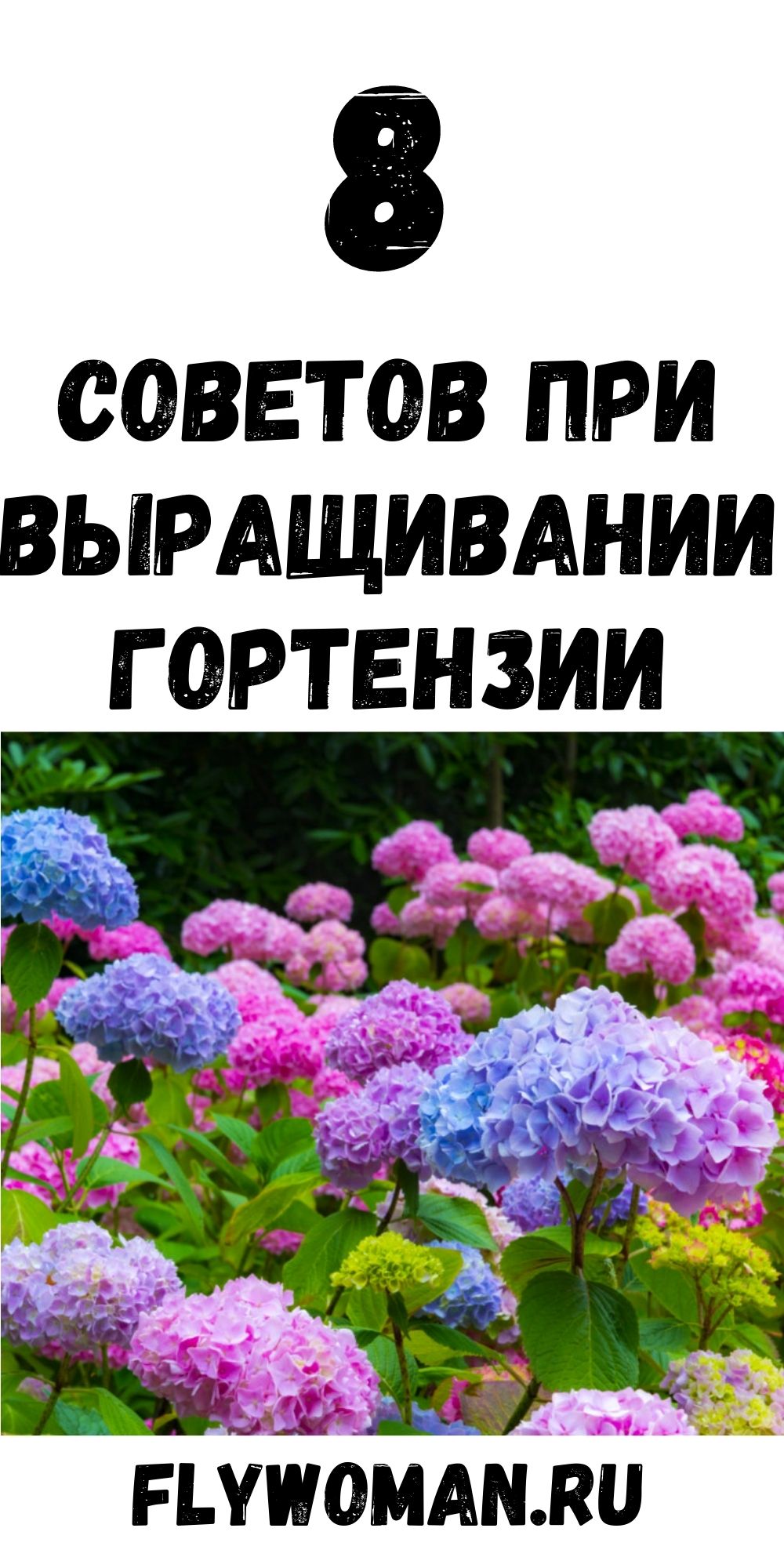 Восемь самых важных вопросов о посадке и уходе за гортензией