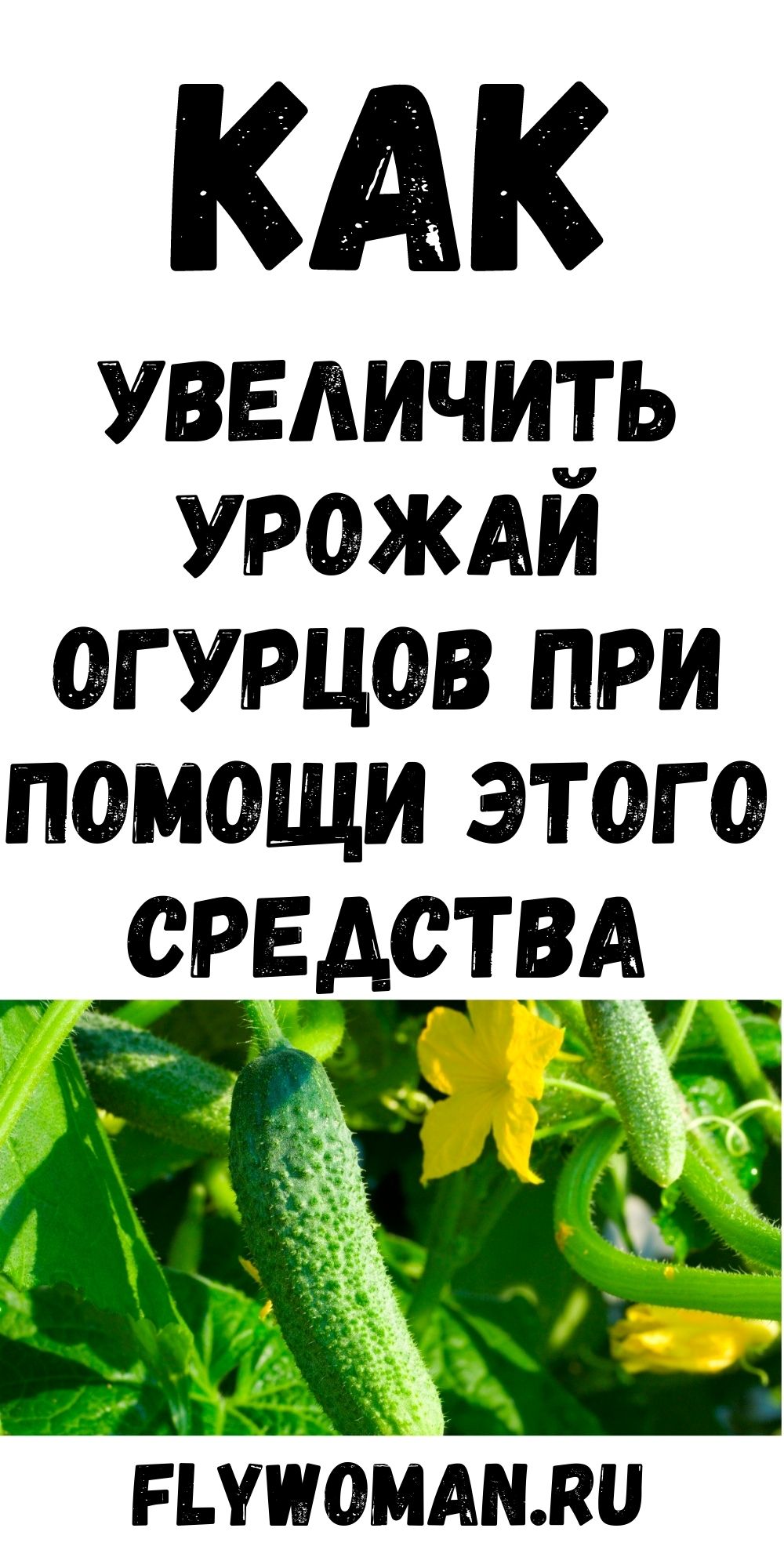 Увеличиваем урожай огурцов при помощи йода и зеленки