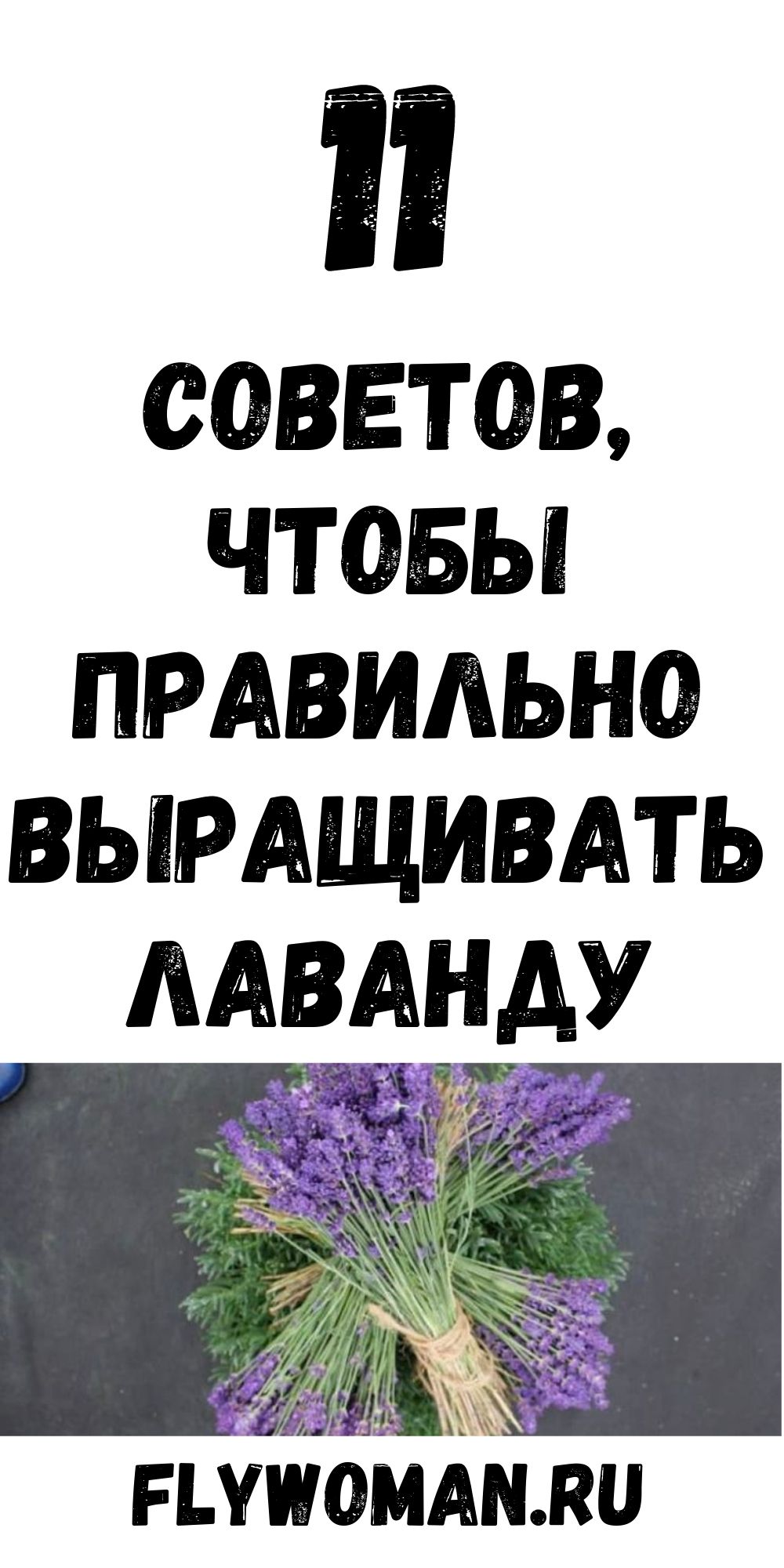 11 советов от профессионалов: как правильно выращивать лаванду