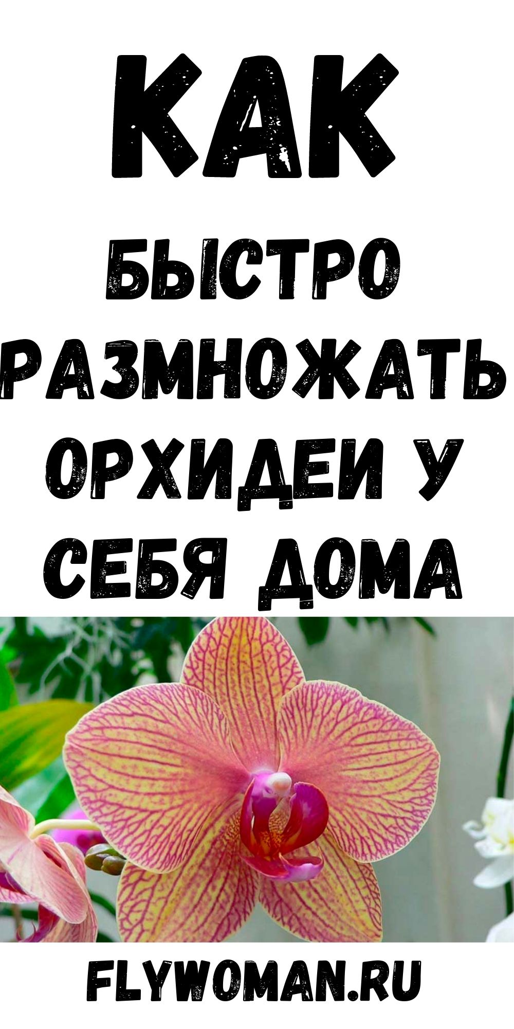 Способ размножения орхидеи без паст и гормонов. Оценят все любители этой красоты