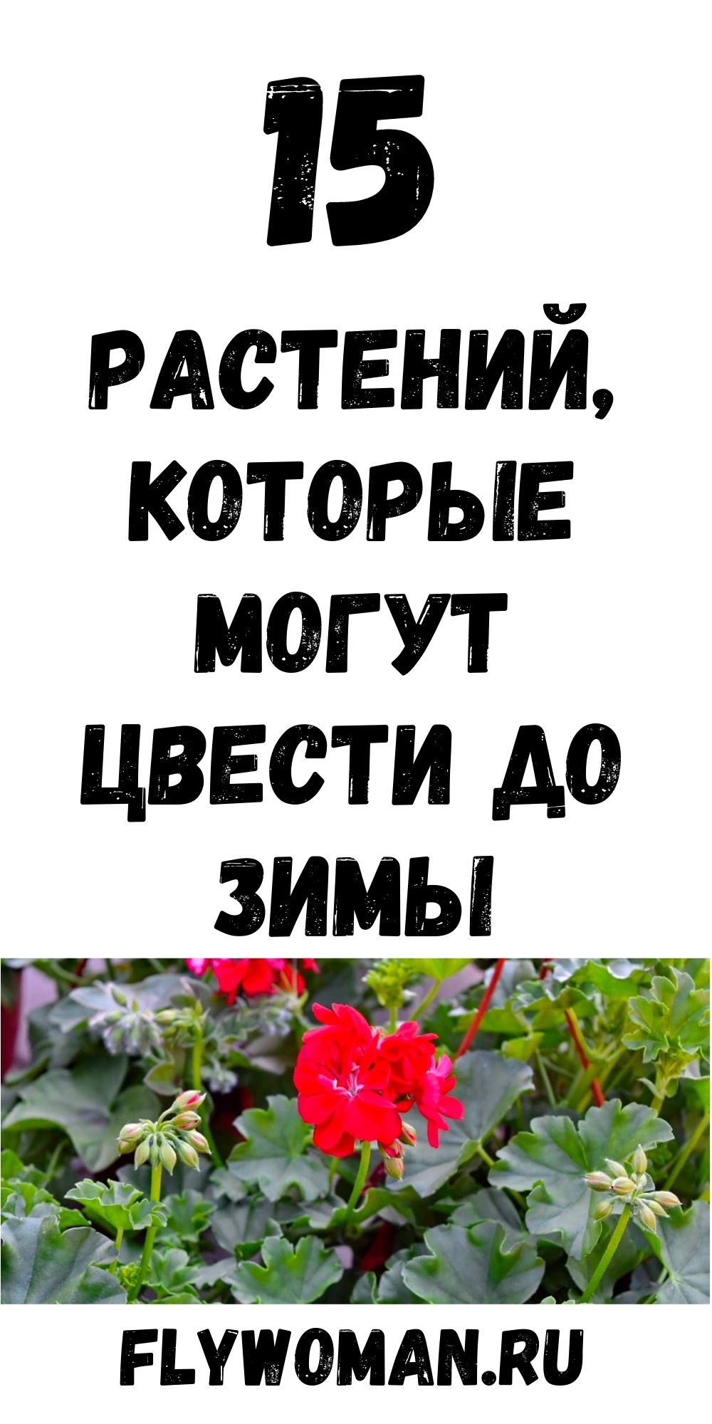 15 растений, которые цветут до зимы 15 растений, которые цветут до зимы