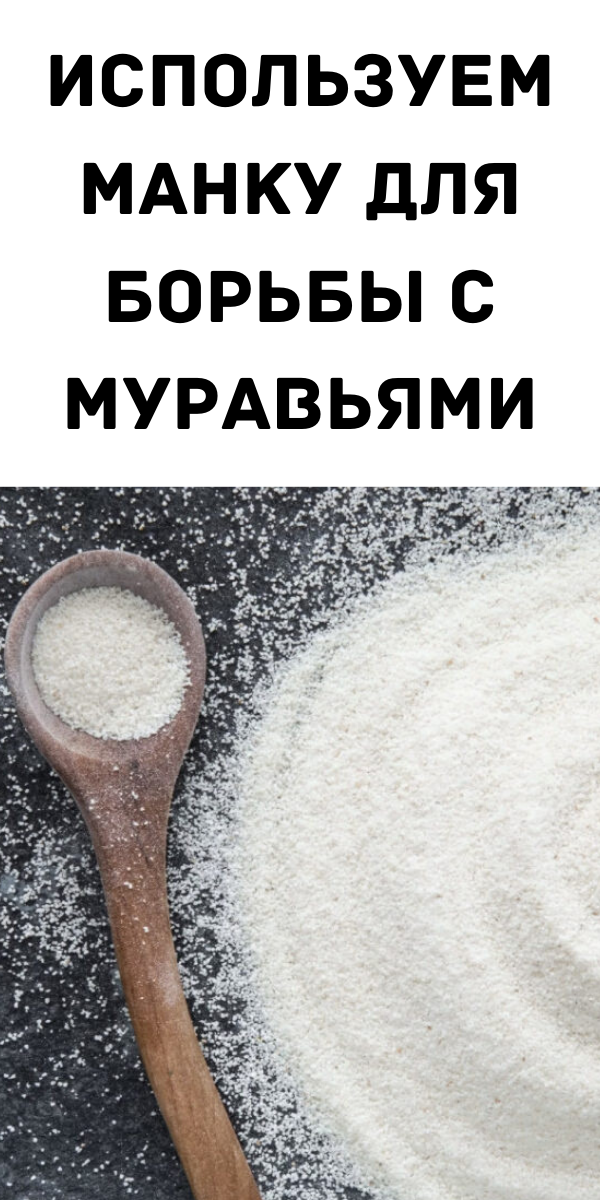 Используем манку для борьбы с муравьями Используем манку для борьбы с муравьями