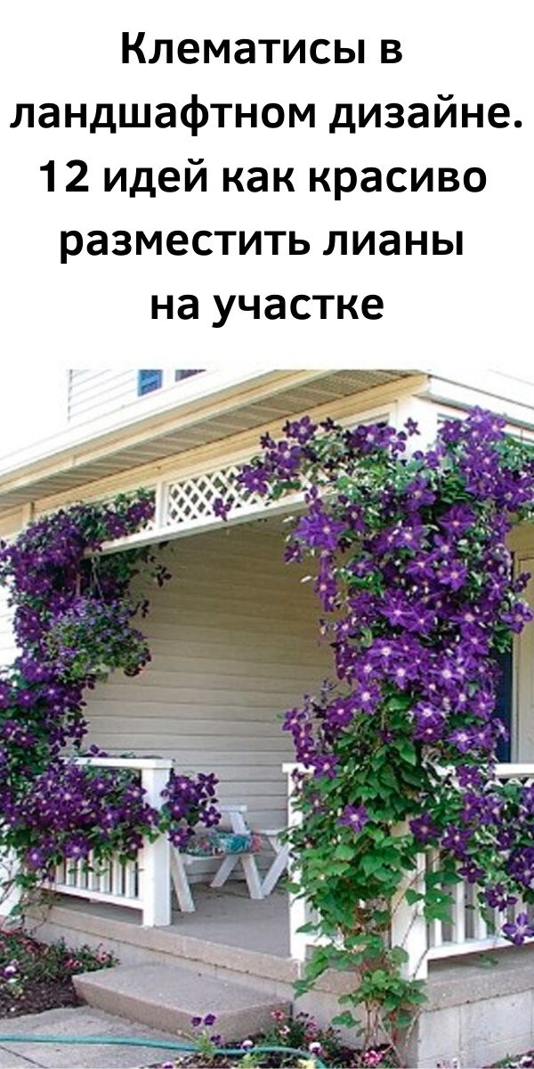 Клематисы в ландшафтном дизайне.12 идей как красиво разместить лианы на участке