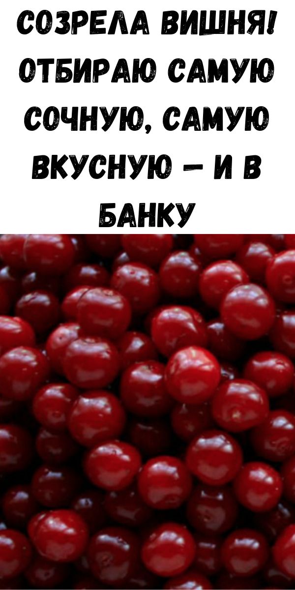 Созрела вишня! Отбираю самую сочную, самую вкусную — и в банку