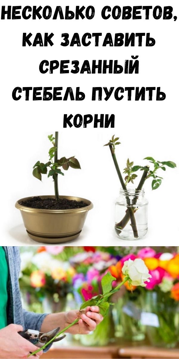 Несколько советов, как заставить срезанный стебель пустить корни