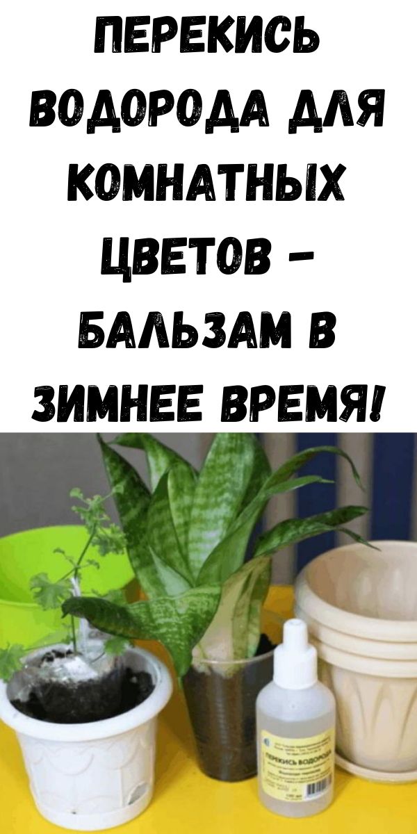 Перекись водорода для комнатных цветов - бальзам в зимнее время! Перекись водорода для комнатных цветов - бальзам в зимнее время!
