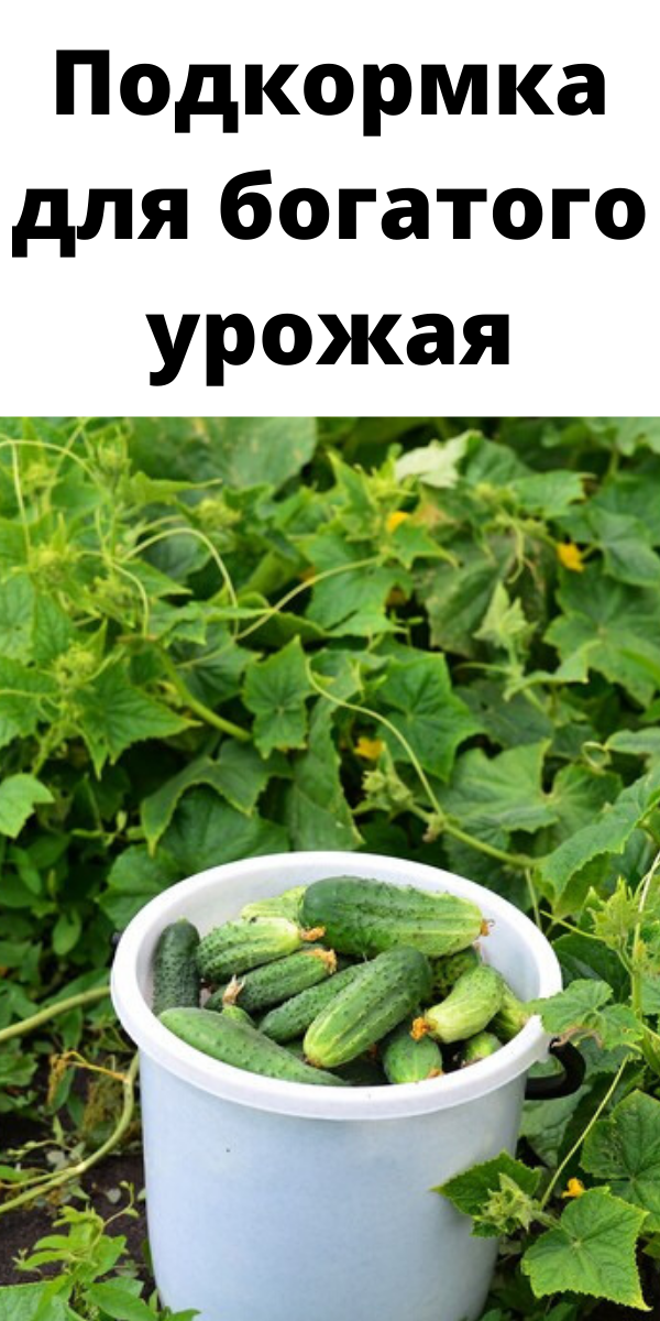 Подкормка для богатого урожая