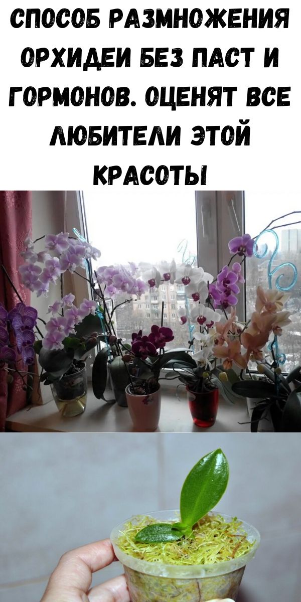 Способ размножения орхидеи без паст и гормонов. Оценят все любители этой красоты
