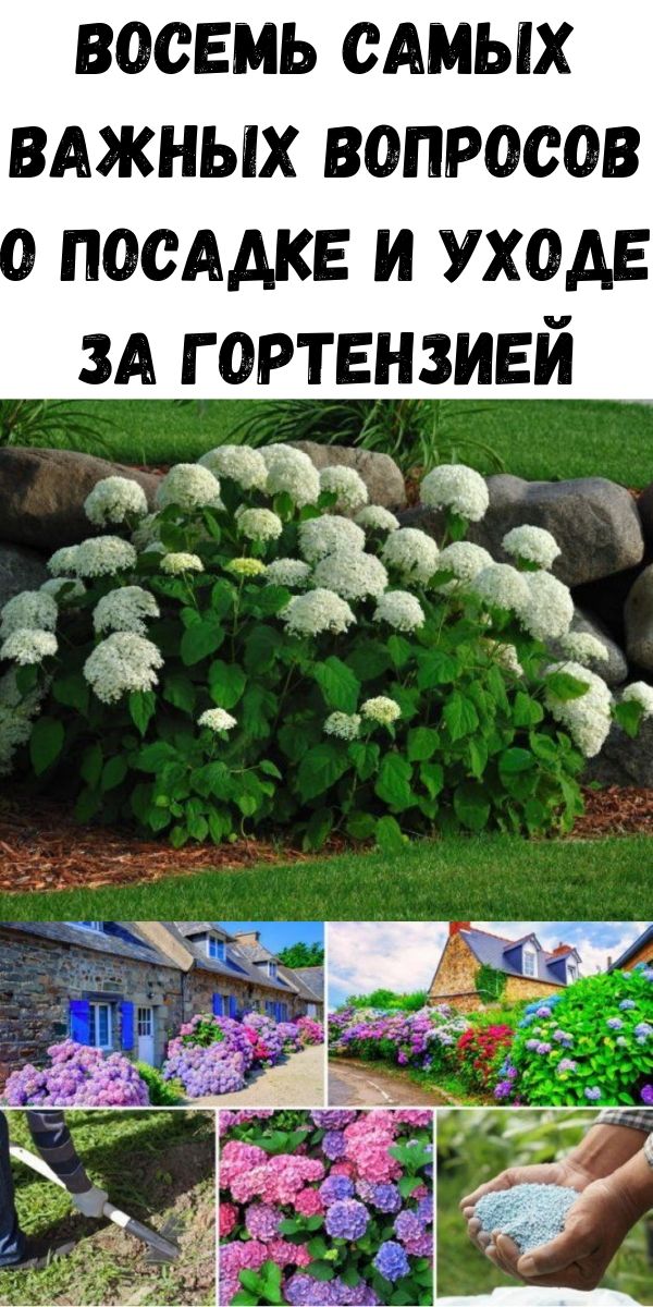 Восемь самых важных вопросов о посадке и уходе за гортензией