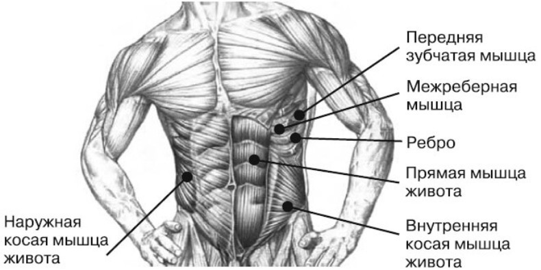 Мышцы туловища брюшной пресс. Мышцы живота схема. Мышцы живота анатомия человека. Мышцы брюшного пресса анатомия. Мышцы живота названия анатомия.