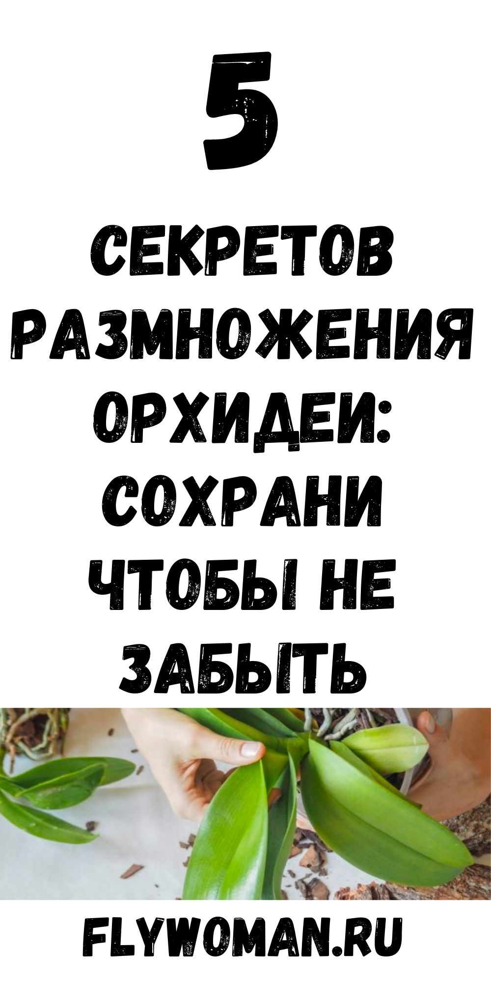 Способ размножения орхидеи без паст и гормонов. Оценят все любители этой красоты