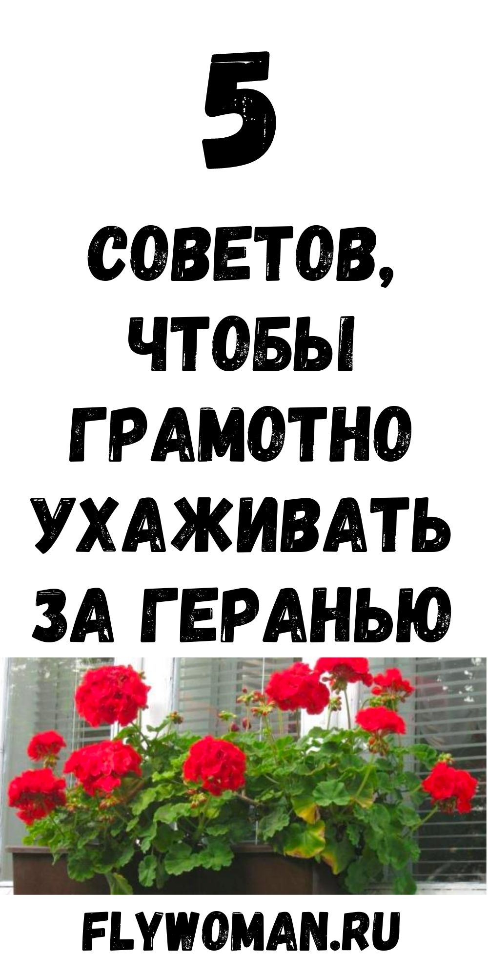 Как ухаживать за геранью, чтобы она выглядела как шар из цветов и листьев