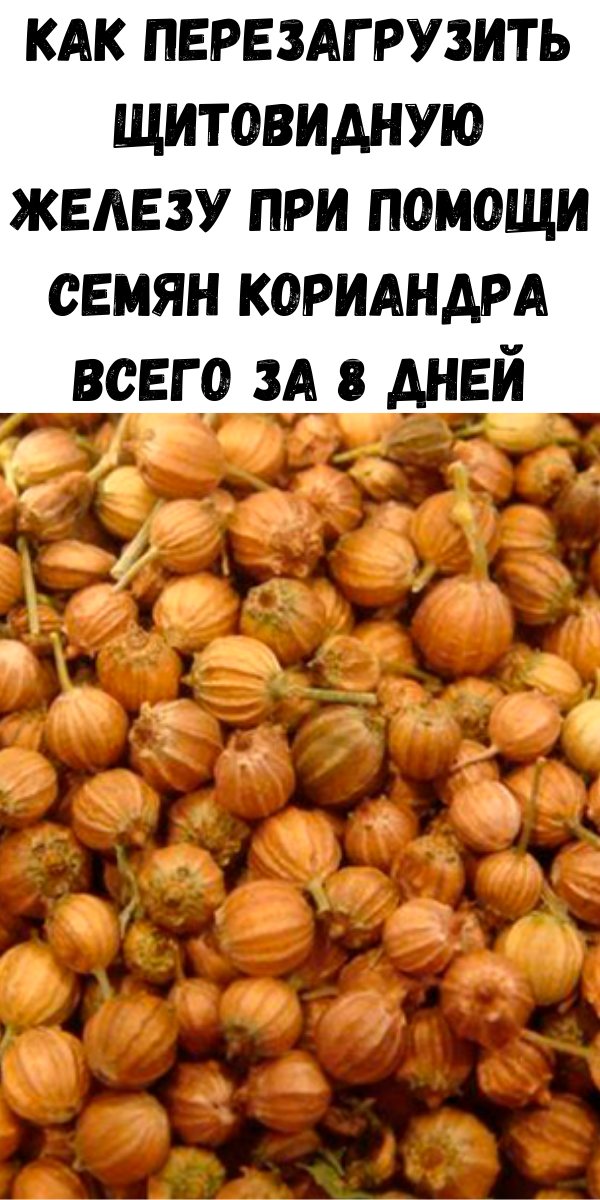 Как перезагрузить щитовидную железу при помощи семян кориандра всего за 8 дней