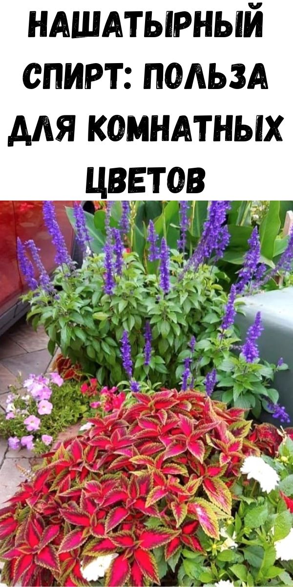 Нашатырный спирт: польза для комнатных цветов