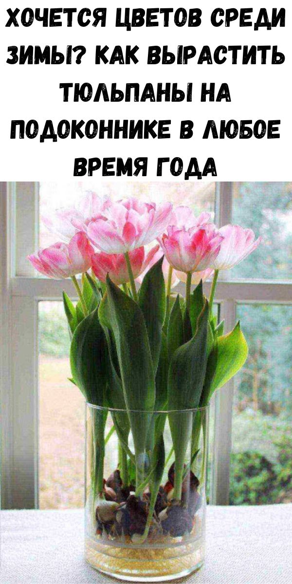 Хочется цветов среди зимы? Как вырастить тюльпаны на подоконнике в любое время года