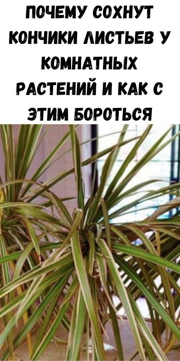 Почему сохнут кончики листьев у комнатных растений и как с этим бороться