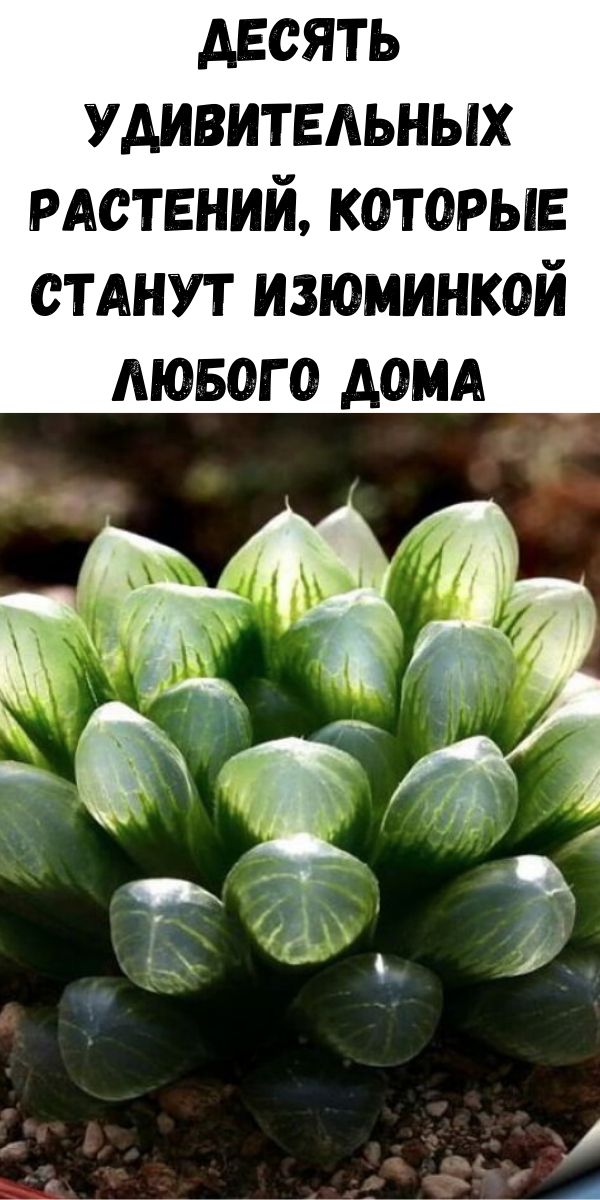 Десять удивительных растений, которые станут изюминкой любого дома