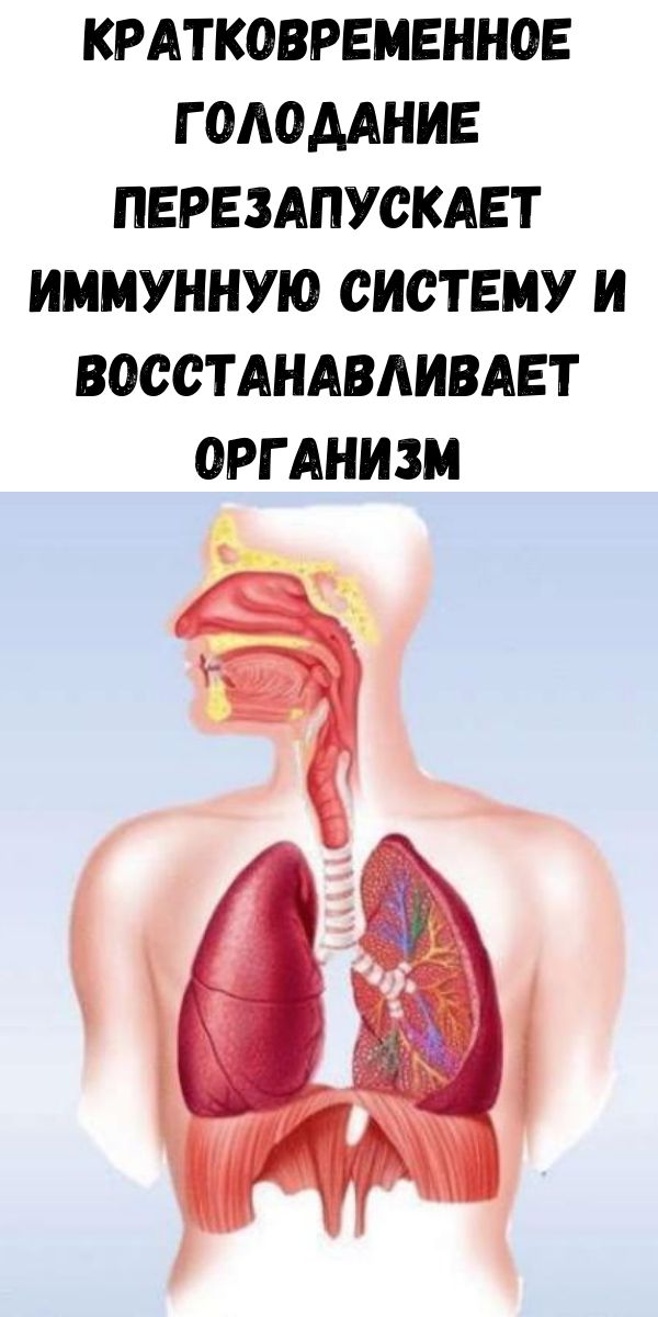 Кратковременное голодание перезапускает иммунную систему и восстанавливает организм
