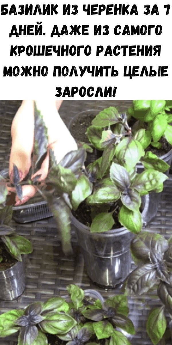 Базилик из черенка за 7 дней. Даже из самого крошечного растения можно получить целые заросли!