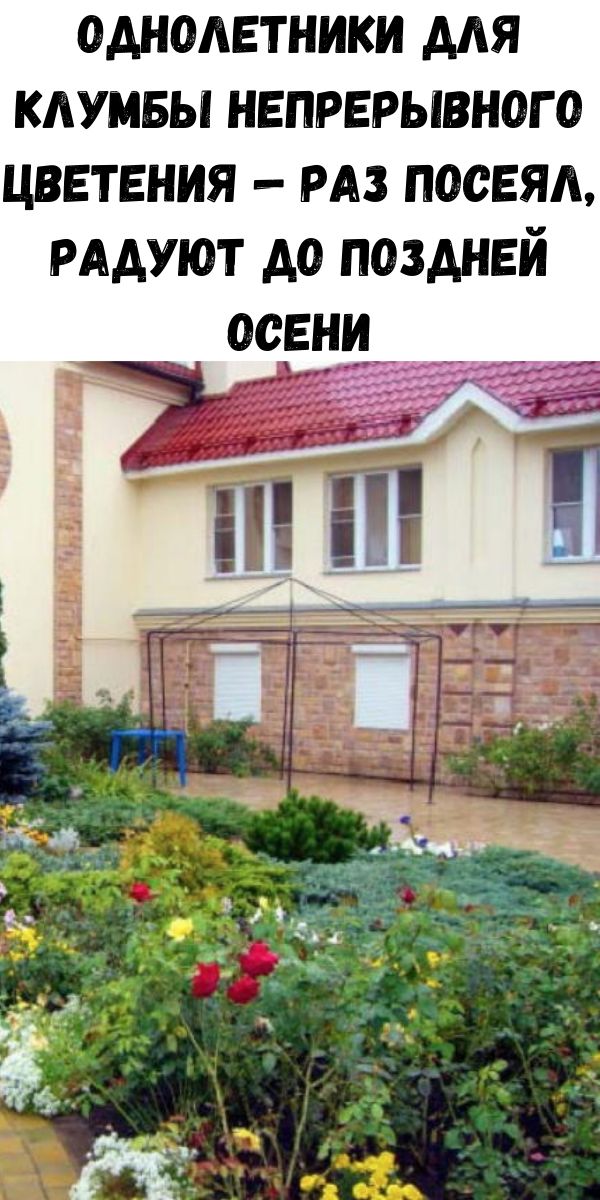 Однолетники для клумбы непрерывного цветения &mdash; раз посеял, радуют до поздней осени