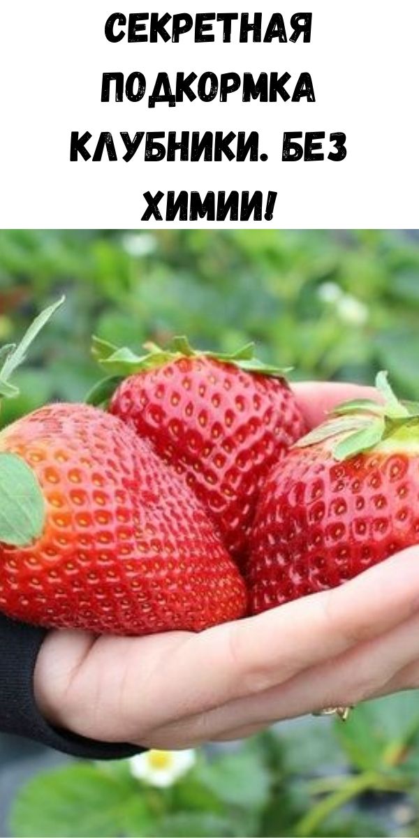Секретная подкормка клубники. Без химии!