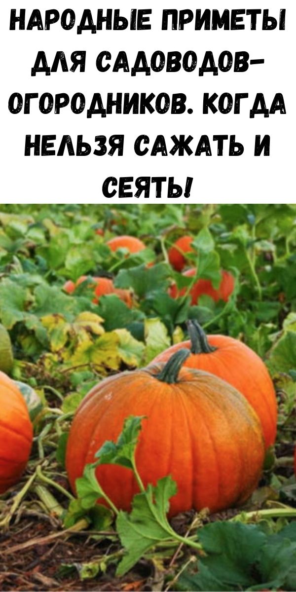 Народные приметы для садоводов-огородников. Когда нельзя сажать и сеять!