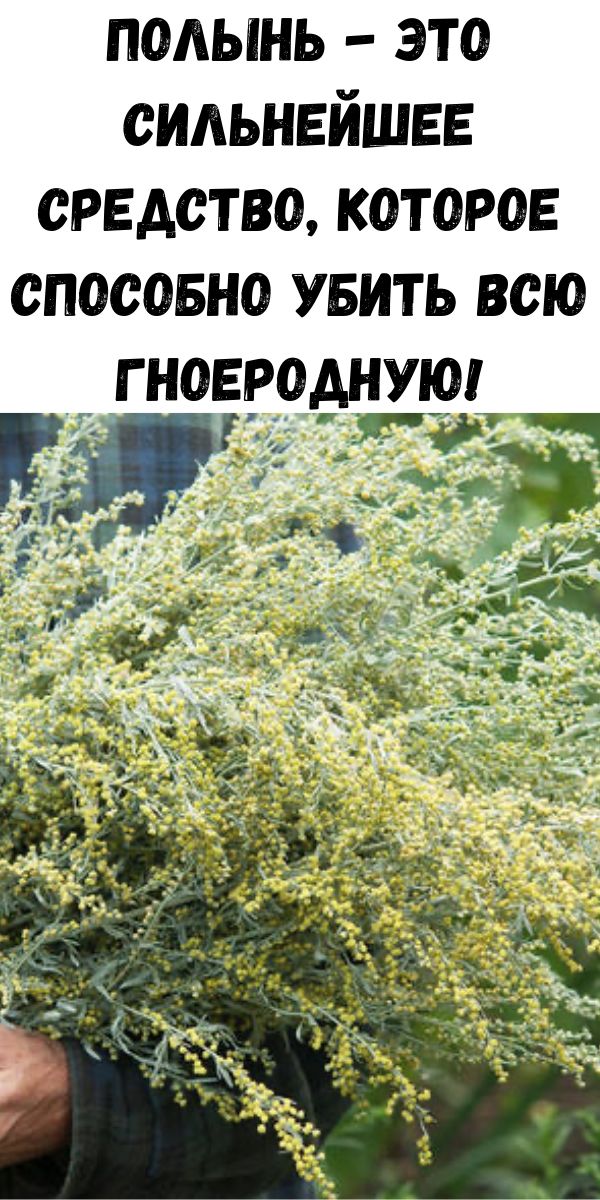 Полынь - это сильнейшее средство, которое способно убить всю гноеродную!
