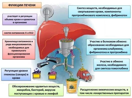 Запомните! Множество болезней идет именно от печени