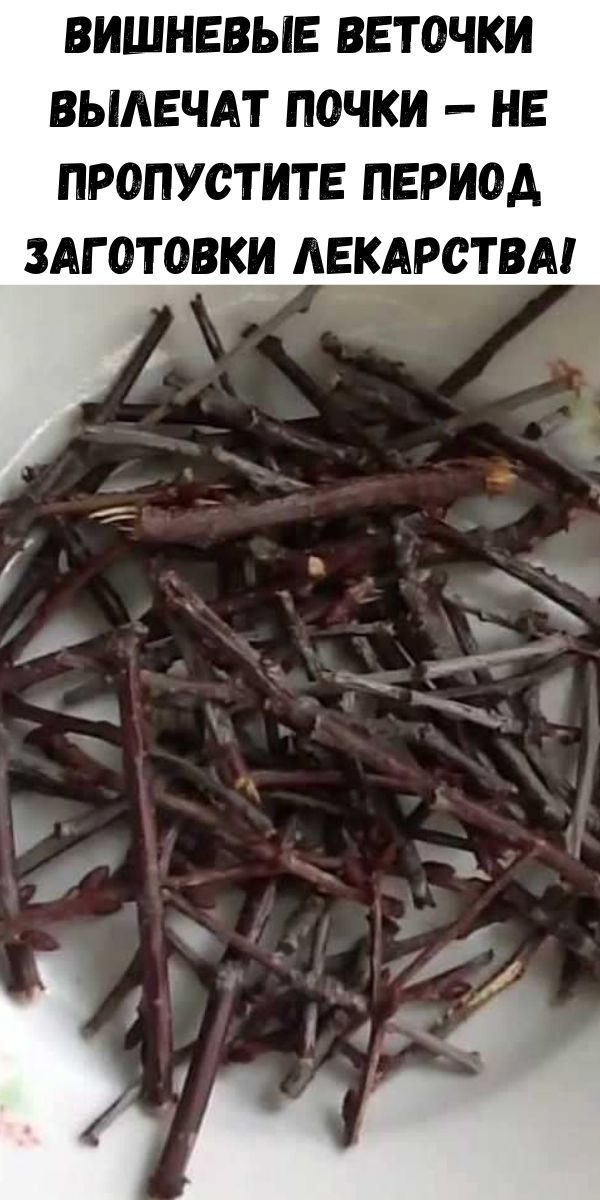 Вишневые веточки вылечат почки — не пропустите период заготовки лекарства!
