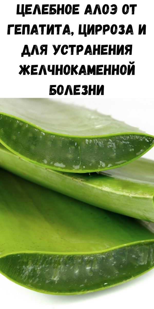 Целебное Алоэ от гепатита, цирроза и для устранения желчнокаменной болезни