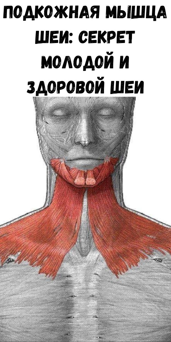 Подкожная мышца шеи: секрет молодой и здоровой шеи