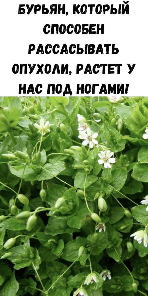 Бурьян, который способен рассасывать опухоли, растет у нас под ногами!