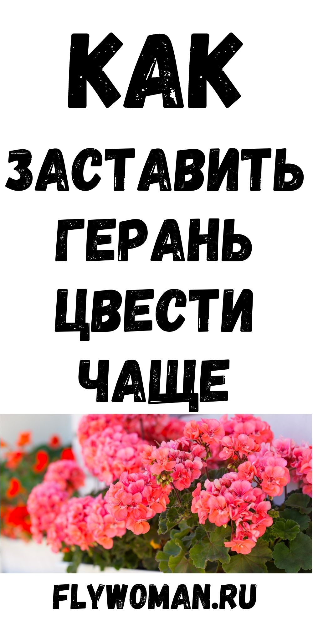 Самый эффективный рецепт чудо-эликсира для шикарного цветения герани