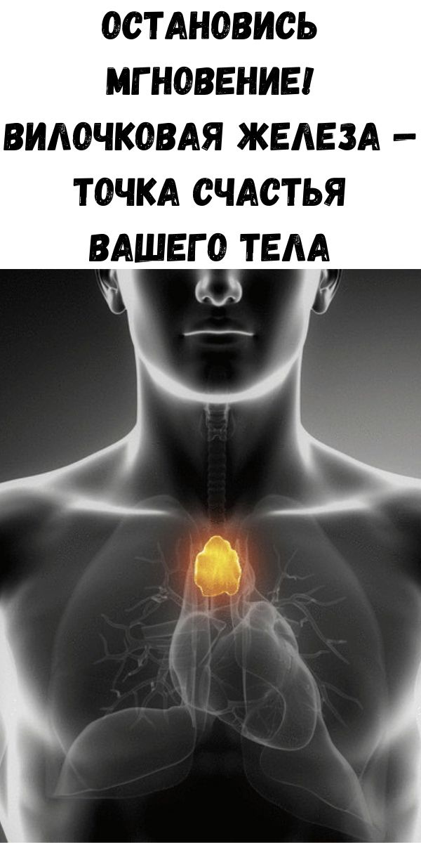 Остановись мгновение! Вилочковая железа &mdash; точка счастья Вашего тела