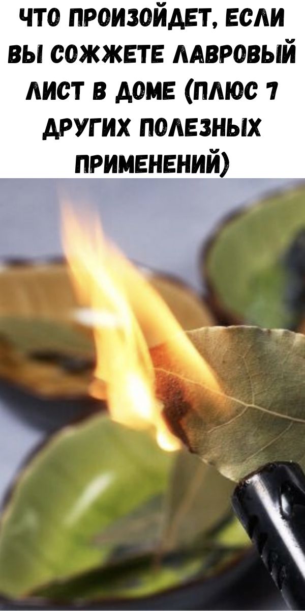 Что произойдет, если вы сожжете лавровый лист в доме (плюс 7 других полезных применений)
