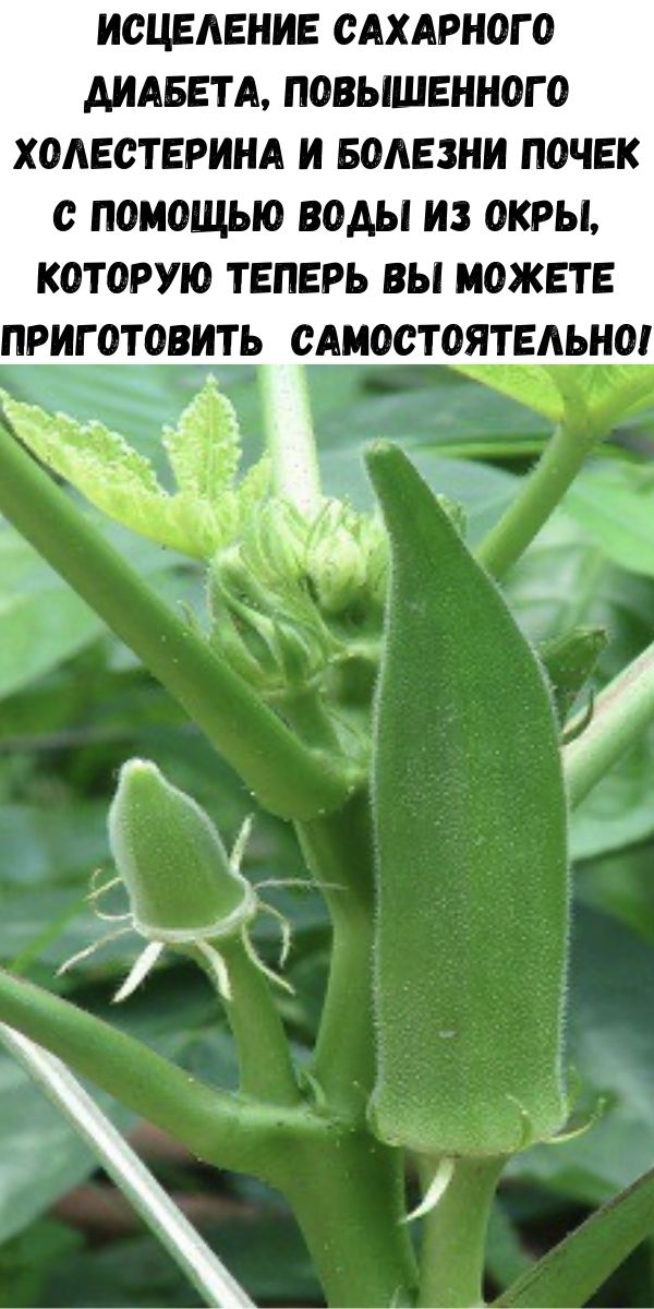 Исцеление сахарного диабета, повышенного холестерина и болезни почек с помощью воды из окры, которую теперь вы можете приготовить самостоятельно!