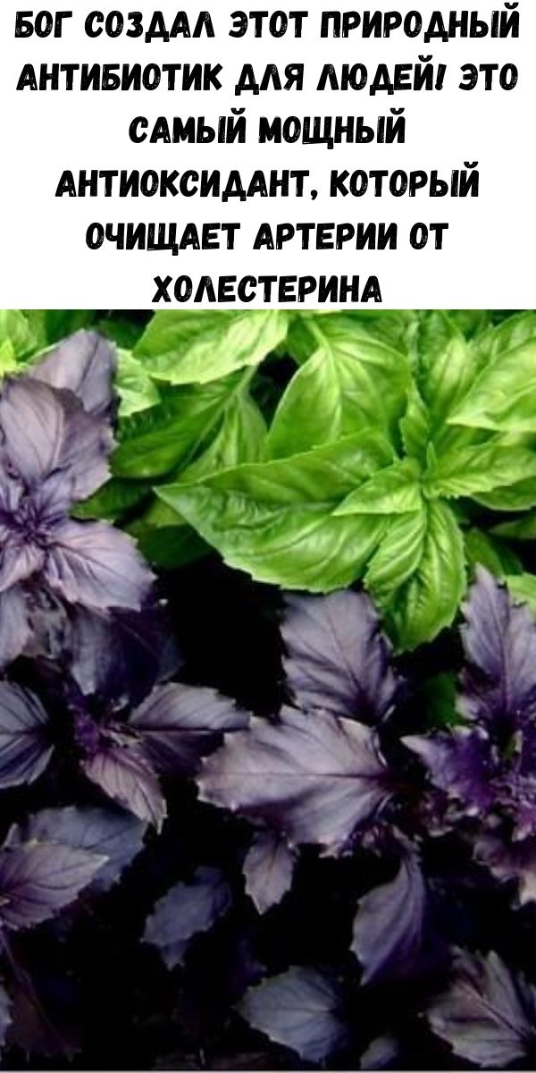 Бог создал этот природный антибиотик для людей! Это самый мощный антиоксидант, который очищает артерии от холестерина